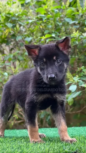 1-3 months Female Purebred German Shepherd