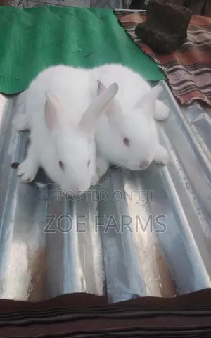 Veterinary Services for Rabbits