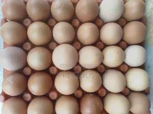 High in Protein Not Harmful to Human Healthy