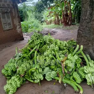 Banana Bunches