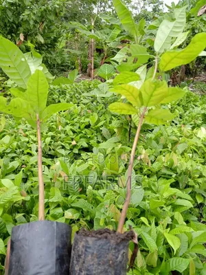 Hybrid Cocoa