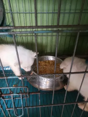 1-3 months Male Purebred American Eskimo