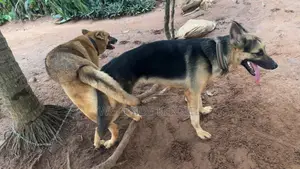 Male German Shepherd Available for Stud 