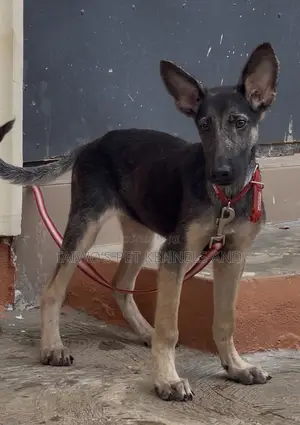 3-6 months Male Purebred German Shepherd