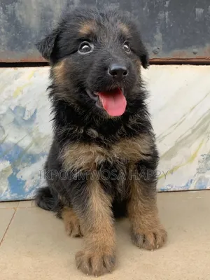 1-3 months Female Purebred German Shepherd
