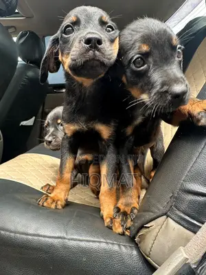 0-1 month Female Purebred Rottweiler