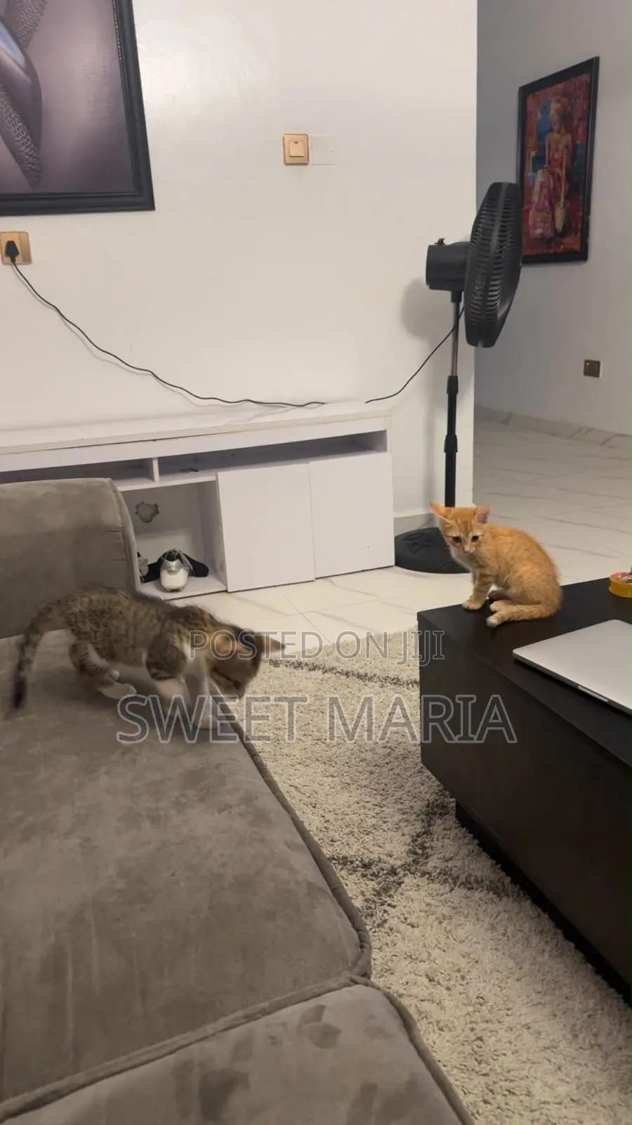 3-6 months Female Purebred Cat