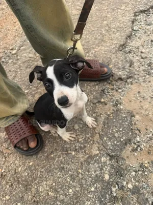 1-3 months Male Purebred American Pit Bull Terrier