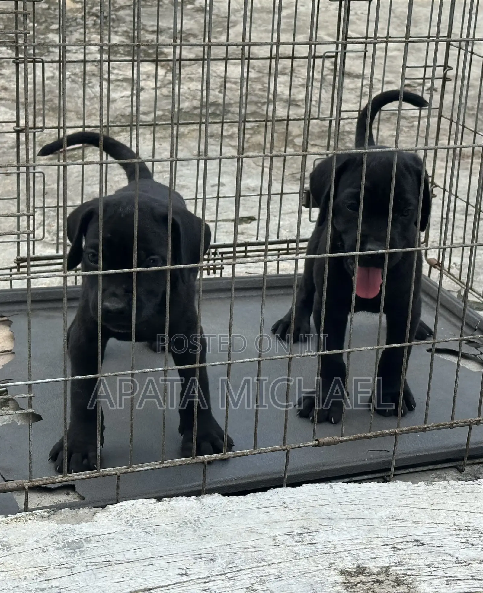 1-3 months Female Purebred Cane Corso