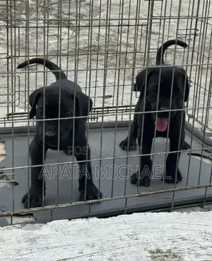 1-3 months Female Purebred Cane Corso