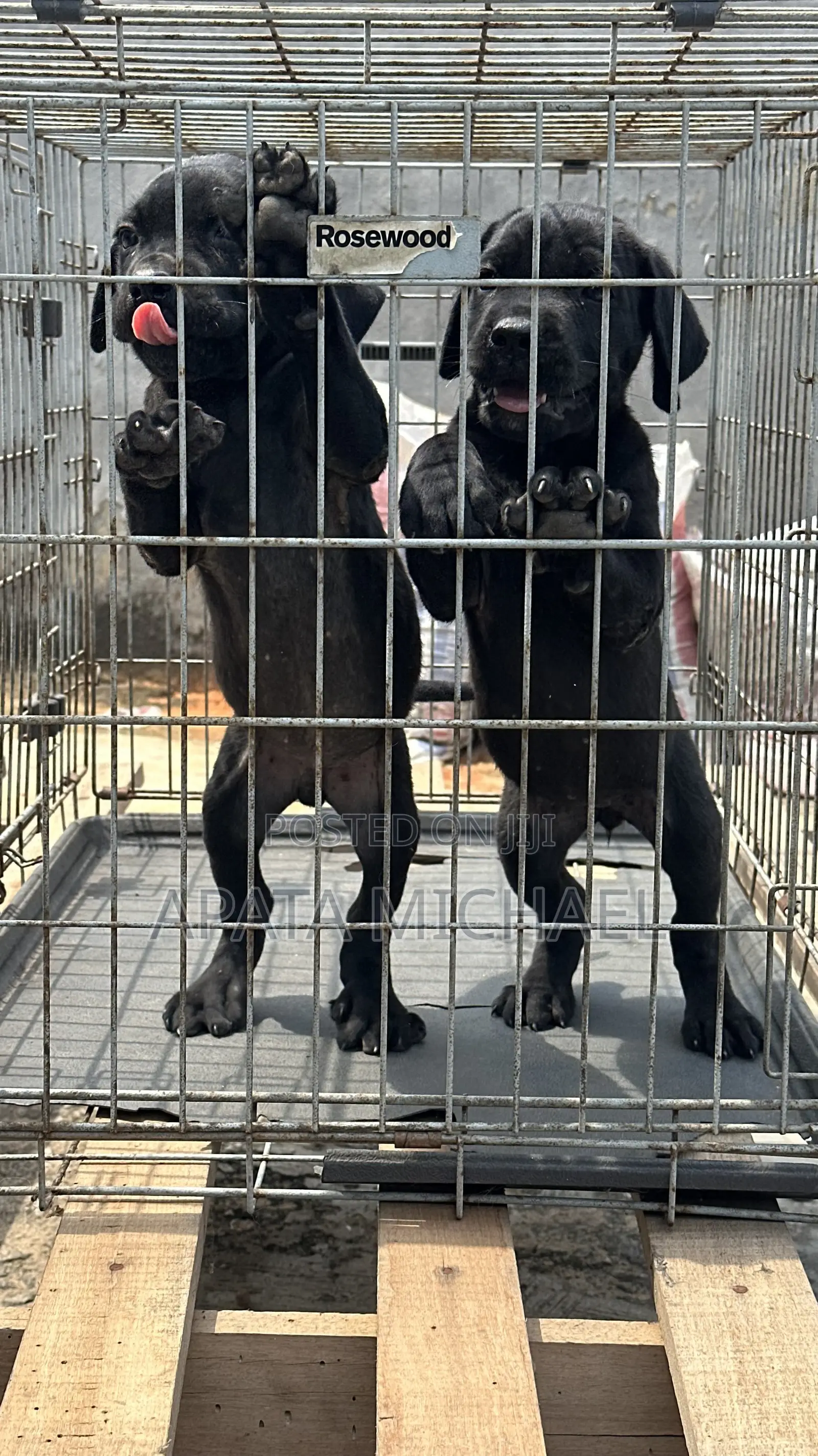 1-3 months Female Purebred Cane Corso