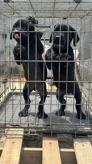 1-3 months Female Purebred Cane Corso