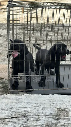 1-3 months Female Purebred Cane Corso