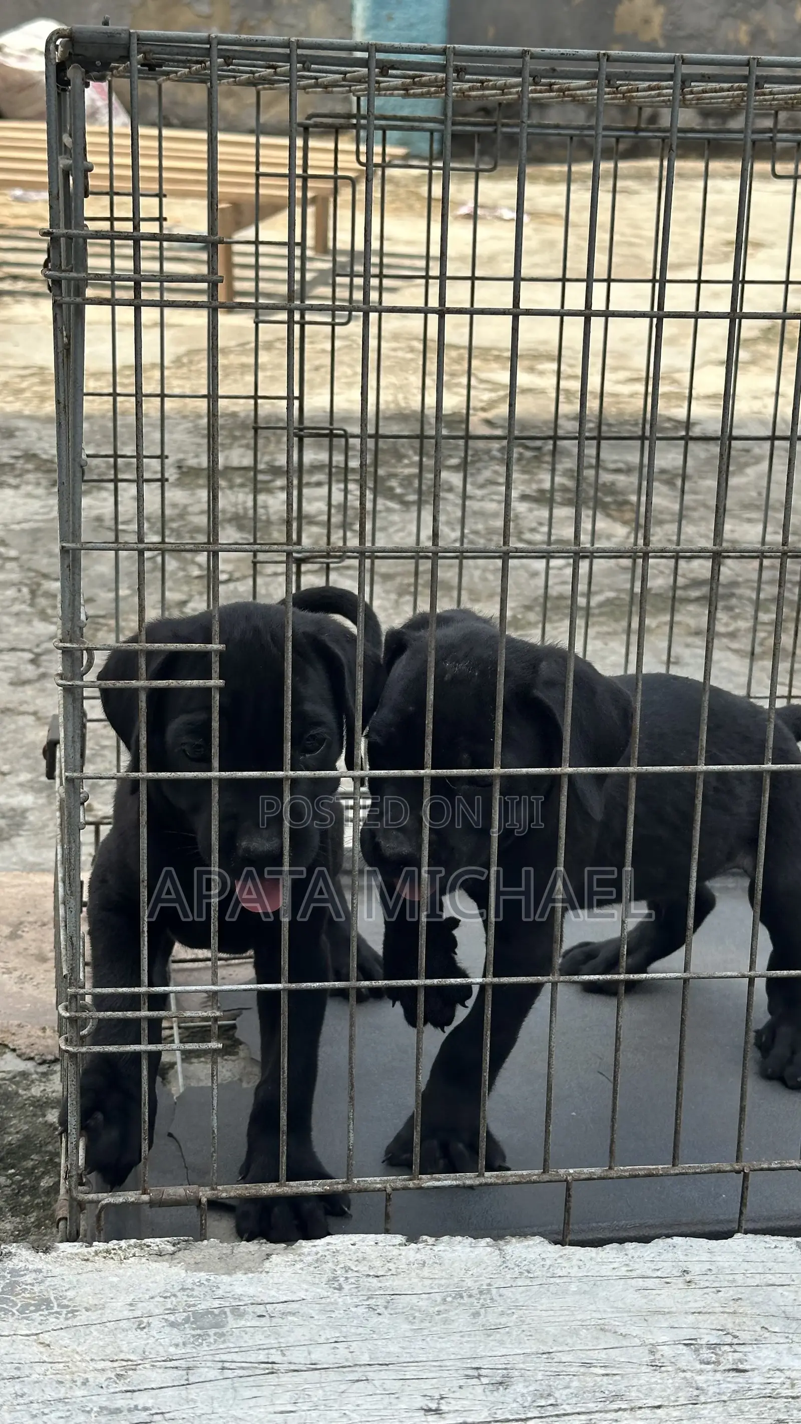 1-3 months Female Purebred Cane Corso