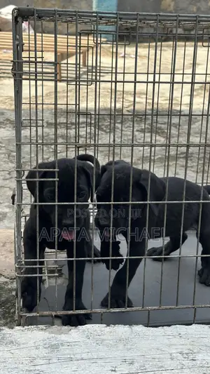 1-3 months Female Purebred Cane Corso