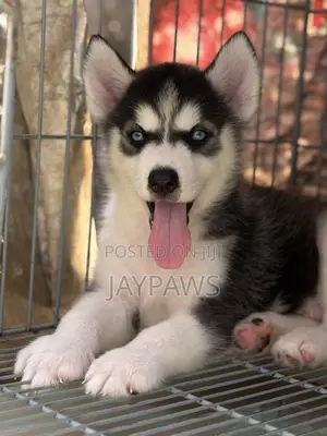 1-3 months Male Purebred Siberian Husky