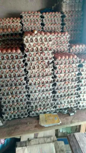 Crate of Eggs