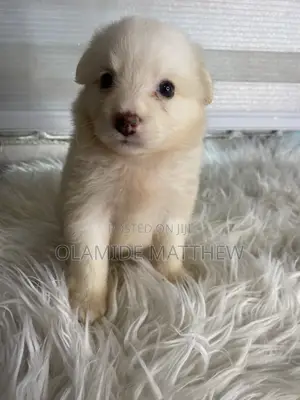 0-1 month Female Purebred American Eskimo