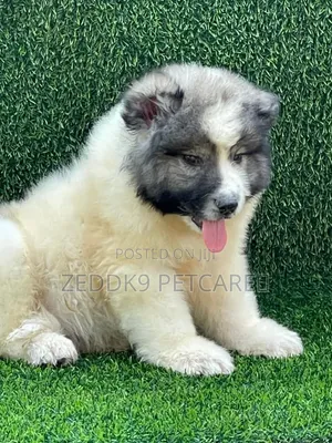 1-3 months Male Purebred Caucasian Shepherd