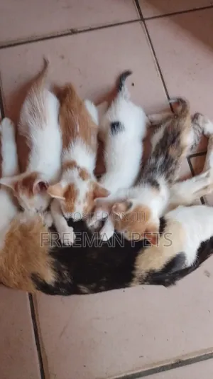 1-3 months Female Mixed Breed American Wirehair