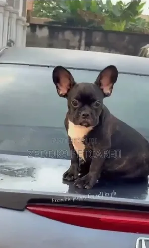 1-3 months Male Purebred French Bulldog