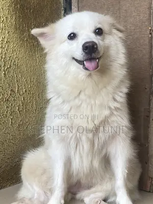 1+ year Female Purebred American Eskimo