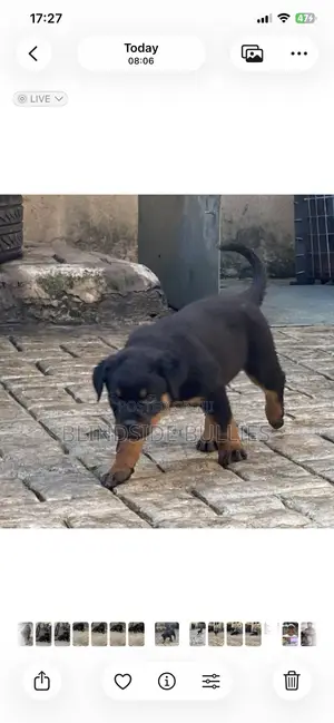 1-3 months Female Purebred Rottweiler