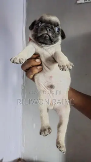 1-3 months Male Purebred Pug
