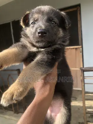 1-3 months Male Purebred German Shepherd