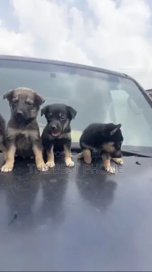 1-3 months Male Purebred German Shepherd