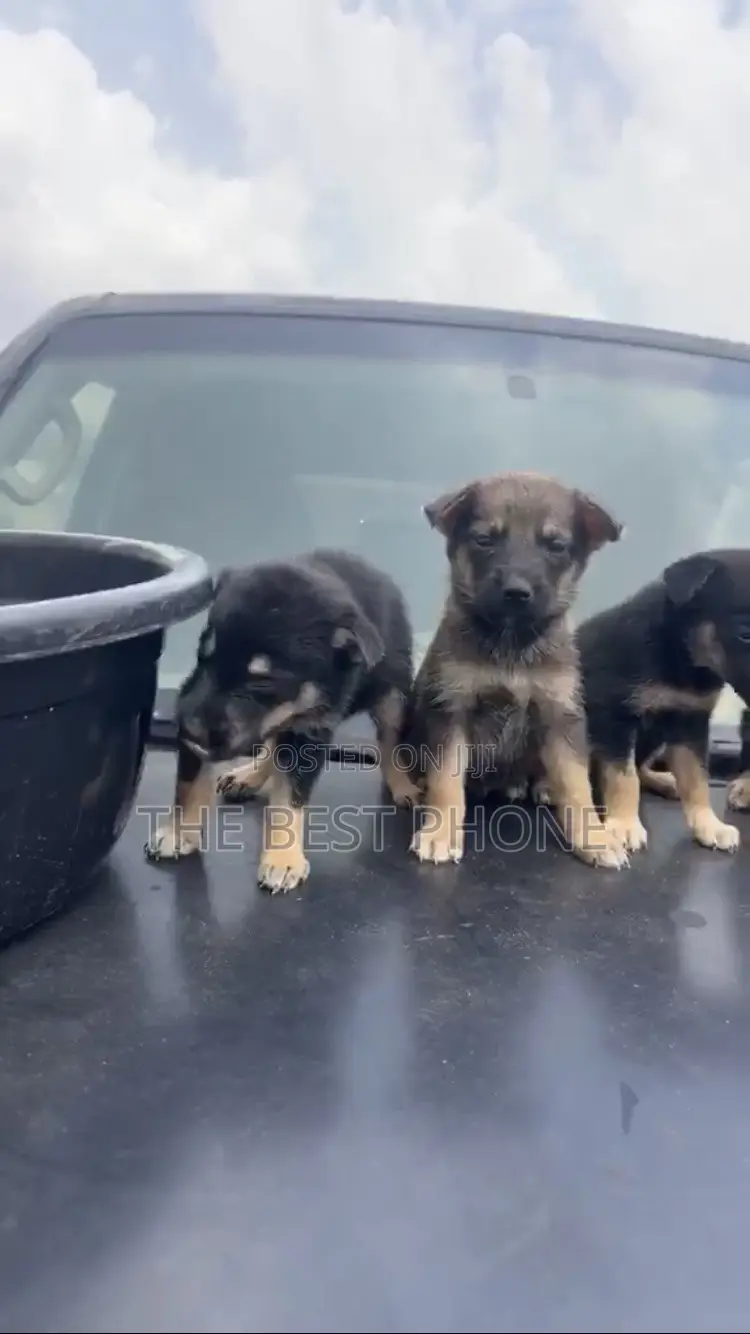 1-3 months Male Purebred German Shepherd