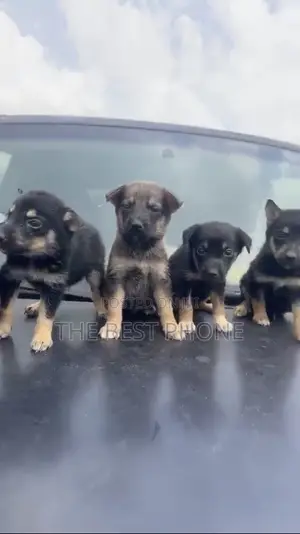 1-3 months Male Purebred German Shepherd