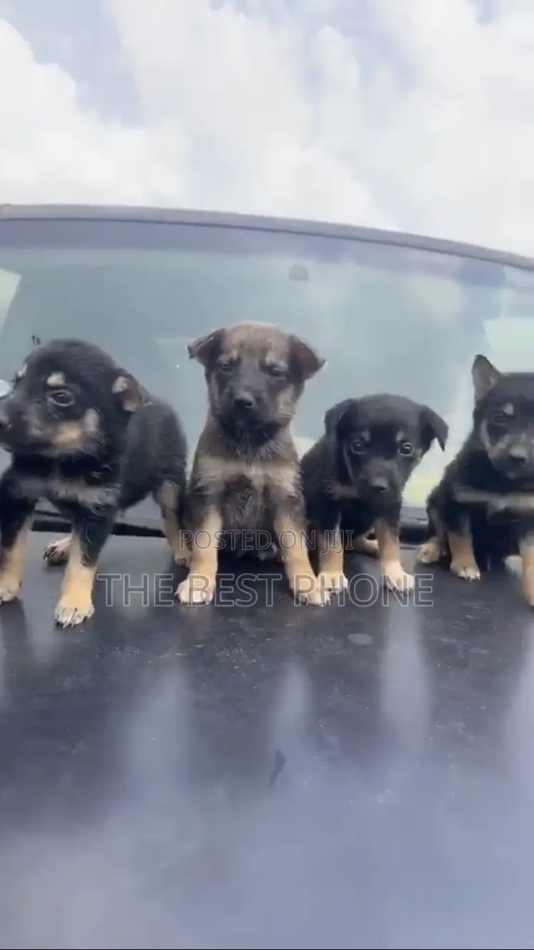 1-3 months Male Purebred German Shepherd