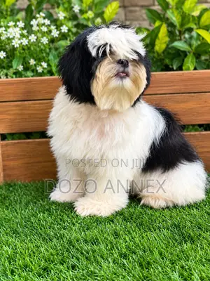 6-12 months Female Purebred Shih Tzu