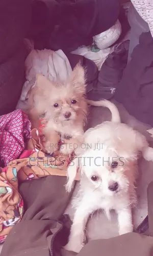 1-3 months Female Purebred Lhasa Apso