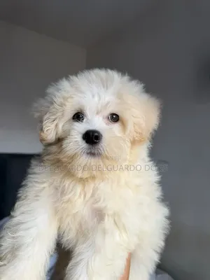 1-3 months Male Purebred Lhasa Apso