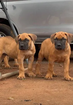 1-3 months Female Purebred Boerboel
