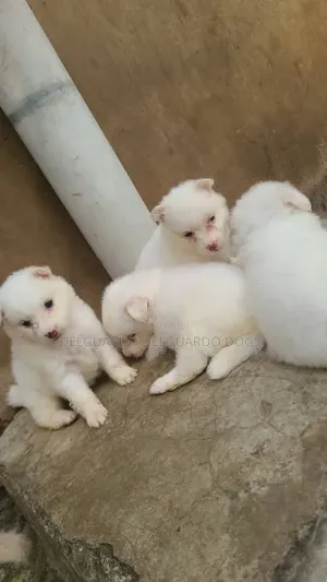 1-3 months Male Purebred American Eskimo