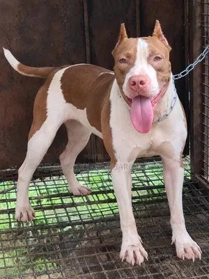 1+ year Female Purebred American Pit Bull Terrier