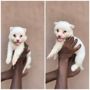 1-3 months Female Purebred American Eskimo