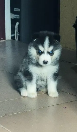 1-3 months Female Purebred Siberian Husky