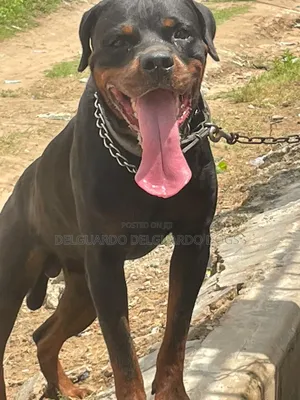 1+ year Male Purebred Rottweiler