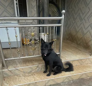1+ year Female Purebred German Shepherd