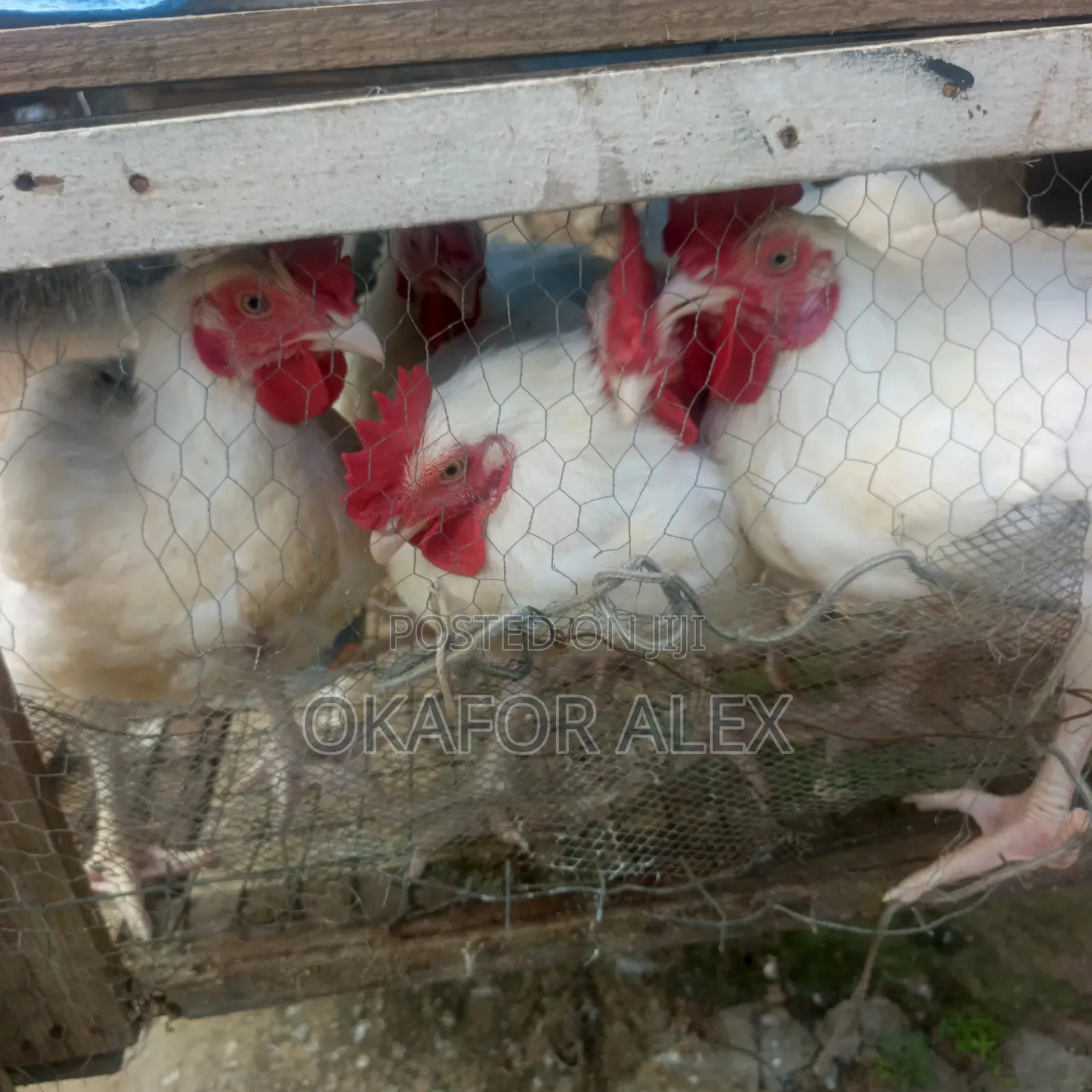 Broiler Chicken