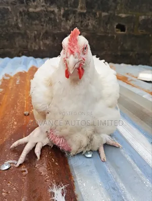 Weighty Broiler Chicken