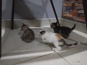 1-3 months Female Mixed Breed American Shorthair