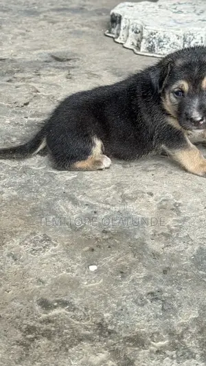 1-3 months Male Mixed Breed German Shepherd