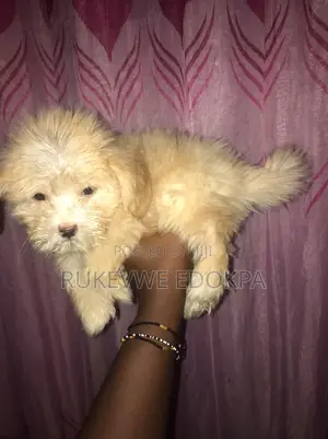 1-3 months Male Mixed Breed Lhasa Apso