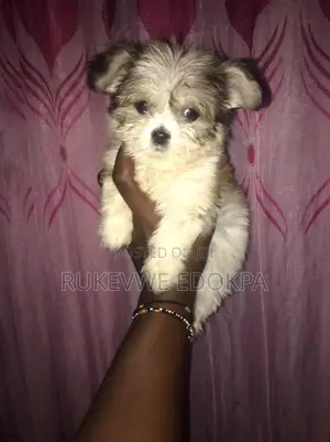 1-3 months Female Mixed Breed Lhasa Apso