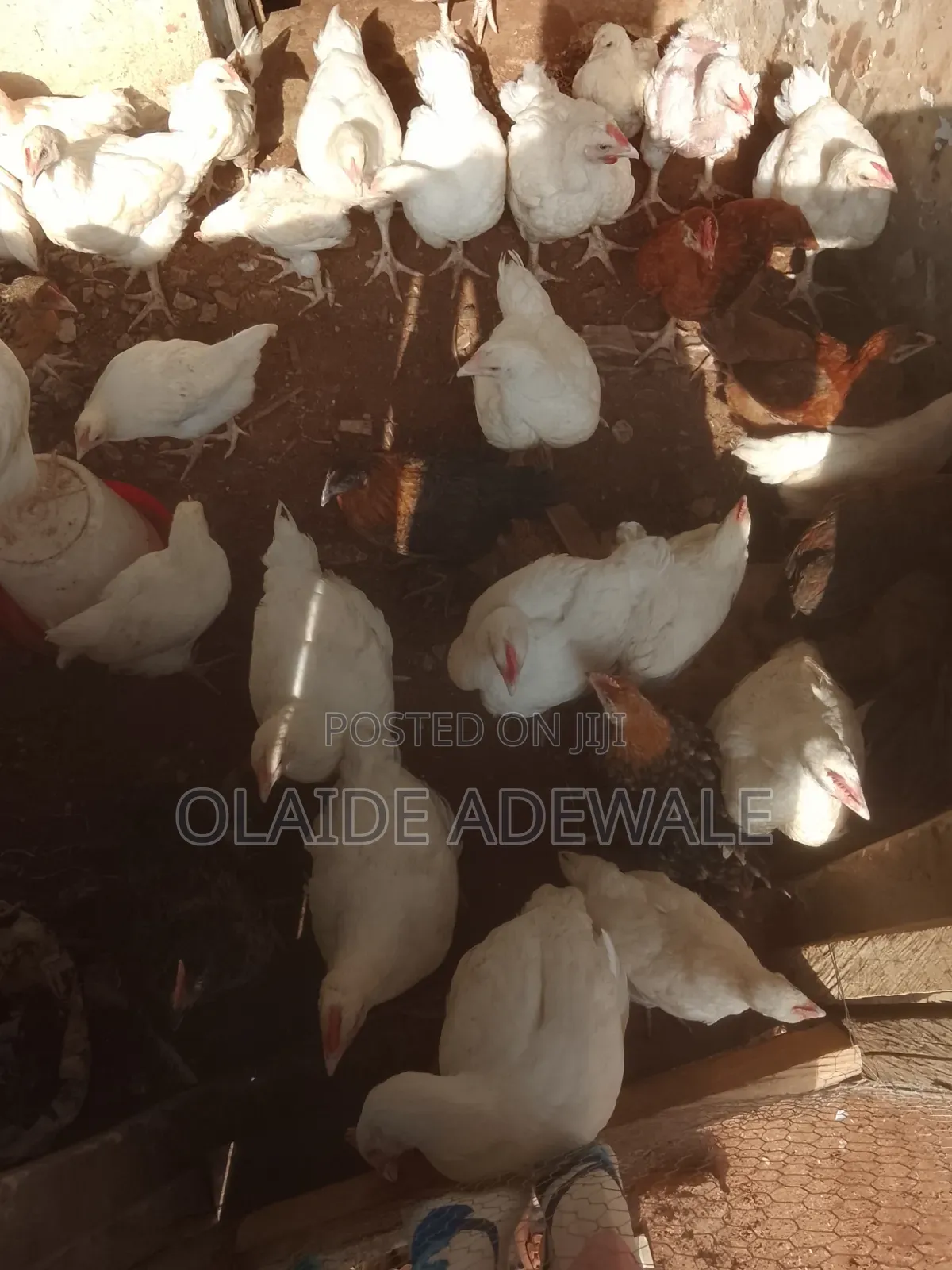 Olasco and Nobles Farms